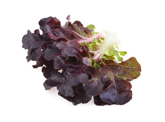 Red oak leaf lettuce isolated on white background