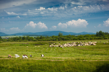 Bacówka w Jabłonce nad Czarną Orawą i okolice. Piękny krajobraz z pasącymi się owcami i kozami na zielonej trawie. 