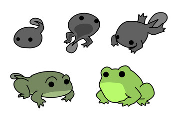 The frog growth
