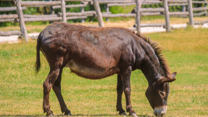 Domestic donkey in a fenced paddock nibbling grass. Side view.