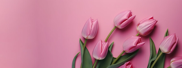 Spring tulip flowers on pink background top view in flat lay style - Generative AI, 