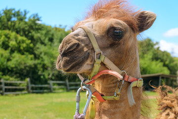 Head of a harnessed small bactrian camel cub