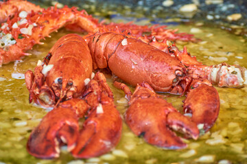 lobster in white wine sauce