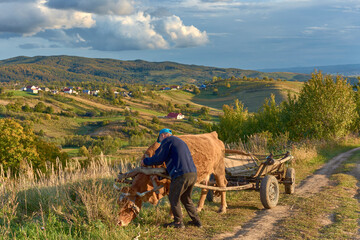 Obraz premium peasant in the field with a cow-drawn cart