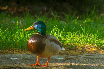 wild duck in the park