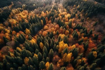 Naklejka na ściany i meble Autumn forest seen from drone above mountains. Generative AI