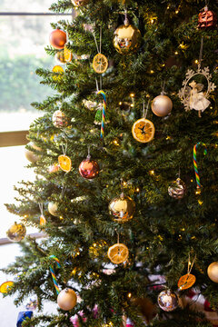 Home made citrus slices hanging as ornaments on Christmas tree