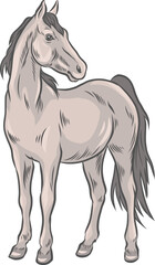 Obraz na płótnie Canvas Freigestellte Vektor Illustration eines eleganten, schlanken stehenden Pferdes, das aufmerksam und anmutig zur Seite blickt