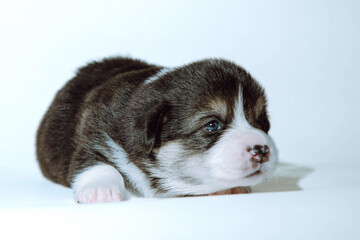 Portrait of charming little Welsh corgi puppy lying on light background. Close-up. Care and feeding of puppies. Pets.