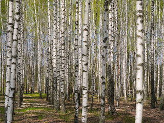 Fototapeta premium panorama spring in a birch grove young greenery