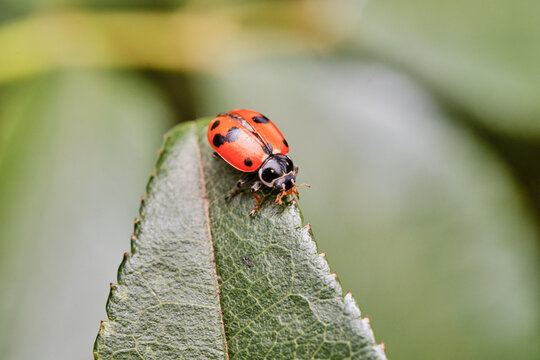 Orange and Black Ladybird on Leaf
