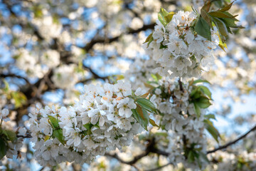 White flowers on blossoming cherry tree in springtime. 