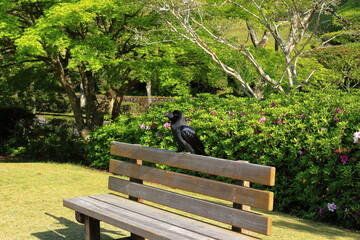 公園のベンチの背もたれにとまったカラス