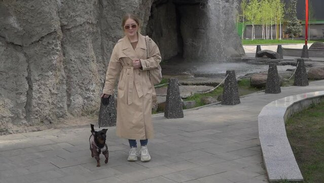 Woman Dressed in a Beige Trench Coat Walking Pet in an Urban Area. Slow motion. Black brabancon is walking forward.