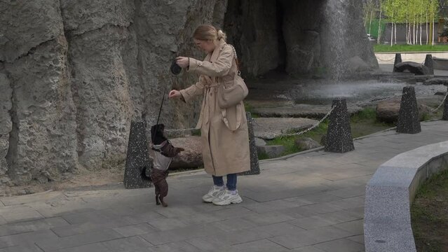 Woman is Giving Food to her Pet at an Urban Area. Close up slow motion. Black brabancon is eating his food. Urban pets concept. 