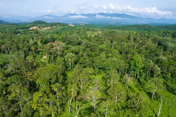 Durian Plantation in the Countryside