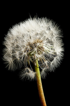 dandelion on black with copy space 