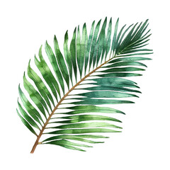 Fototapeta premium green palm leaf