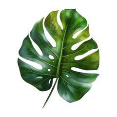 tropical monstera leaf