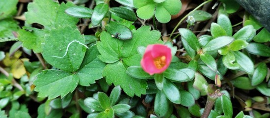 rain drops on a leaf