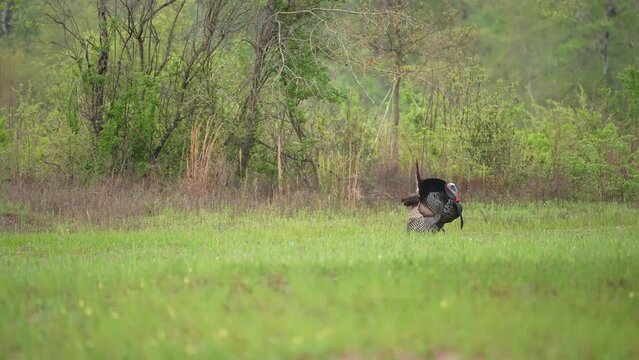 Wild Turkey (Meleagris gallopavo) gobbler strutting. April in Georgia,  1/2 half natural speed