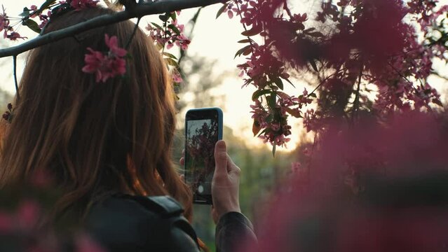 Young attractive red-haired woman taking photos of spring flowers of cherry or sakura blossoms on smartphone at sunset in park