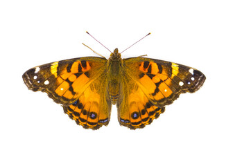 American painted lady Butterfly - Vanessa virginiensis - isolated on white background top dorsal...