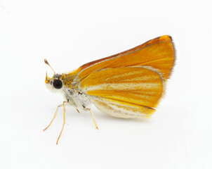 Southern skipperling Butterfly - Copaeodes minima - isolated on white background.  Small orange...