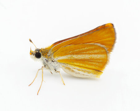 Southern skipperling Butterfly - Copaeodes minima - isolated on white background.  Small orange white yellow skipper side profile view