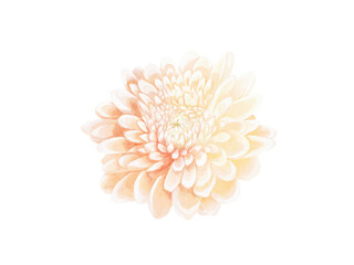 Yellow floral watercolor illustration