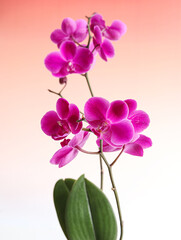 Fototapeta na wymiar flower phalaenopsis