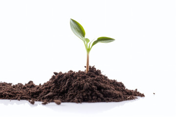 Pousse de plante dans de la terre sur fond blanc » IA générative