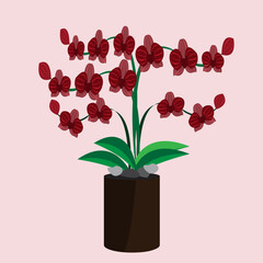 red orchid flowers that grow in a pot with beautiful and beautiful bushy flowers