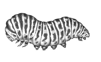 Ink Insect Papilio Machaon Caterpillar 