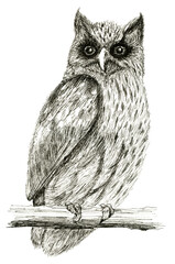 Grave Owl sitting on a branch Ink hand drawing illustration isolated on white background