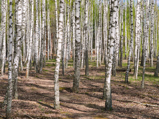 Obraz premium panorama spring in a birch grove young greenery