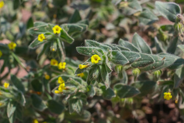 This flower, with its scientific name (Alkanna orientalis var), is generally known as Steppe,
It is a wild plant that grows on its own on rocky, stony and gravelly arid slopes.