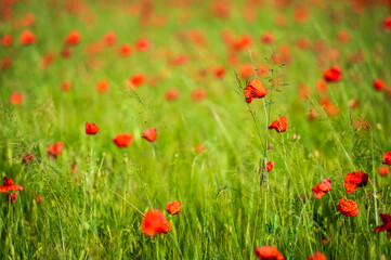 Carpets of red poppies in the wheat fields.
