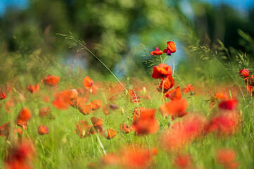 Carpets of red poppies in the wheat fields.