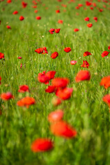 Fototapeta na wymiar Carpets of red poppies in the wheat fields.