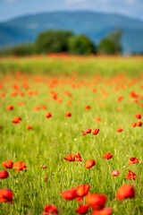 Carpets of red poppies in the wheat fields.