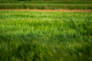 Carpets of red poppies in the wheat fields.