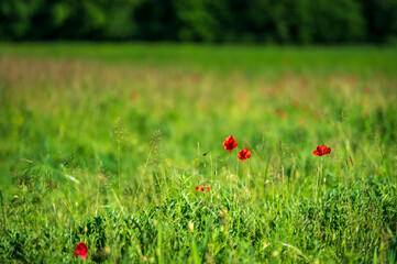 Carpets of red poppies in the wheat fields.