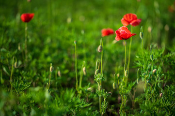 Carpets of red poppies in the wheat fields.