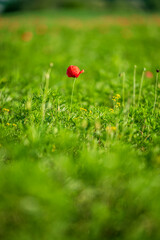 Carpets of red poppies in the wheat fields.