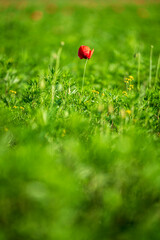 Carpets of red poppies in the wheat fields.