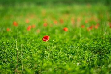 Carpets of red poppies in the wheat fields.
