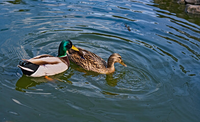 Two beautiful wild ducks swim on the lake