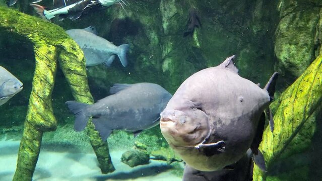 Pacu fish swimming in water aquarium. Tambaqui, Colossoma macropomum. Wildlife animal