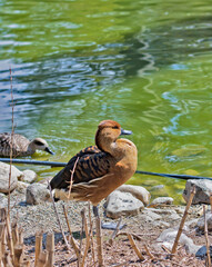 Beautiful Red duck Ogar on a sunny day near the lake - obrazy, fototapety, plakaty